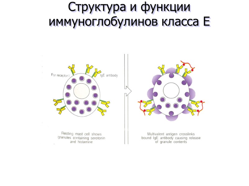 Структура и функции иммуноглобулинов класса E